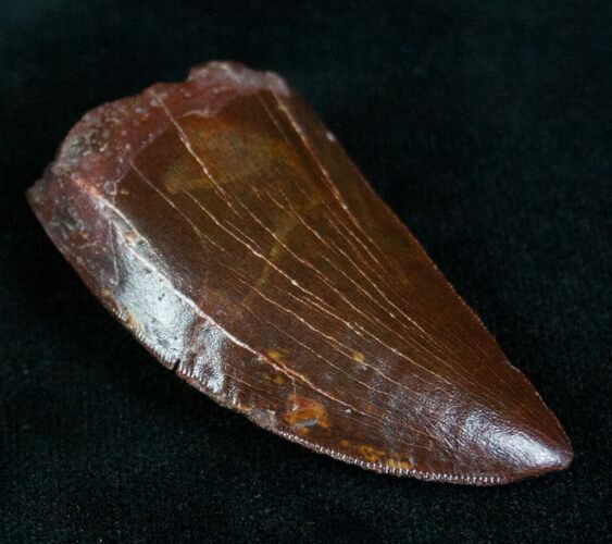Top Quality Carcharodontosaurus Tooth - #7125